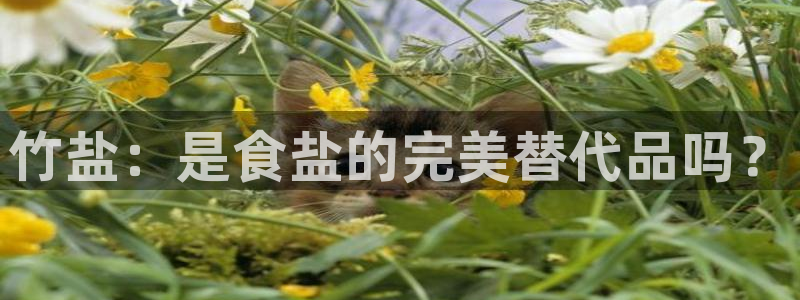 威九国际ppt免费下载网址