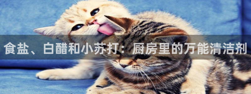 威九国际ppt免费
