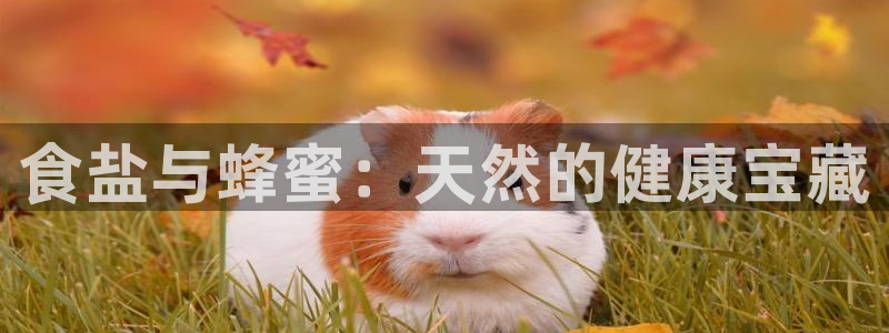 威九国际ppt免费